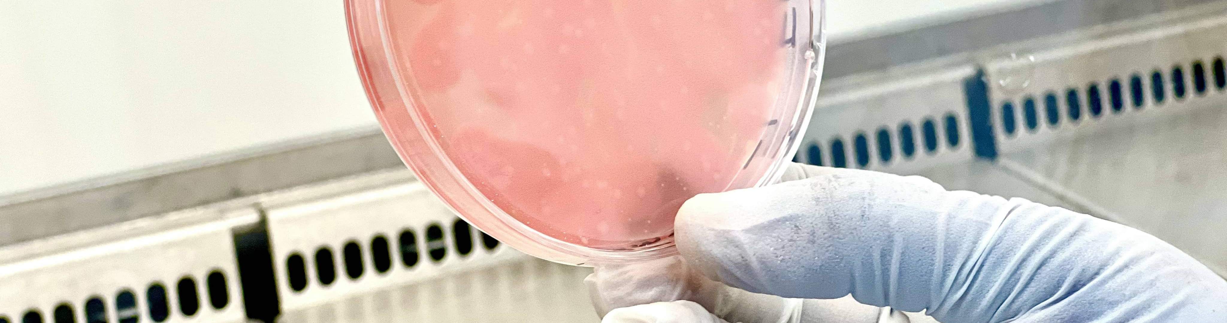 Microbiologie Aliments