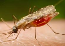 Paludisme
